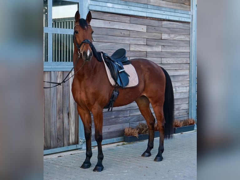 Szwedzki koń gorącokrwisty Mix Wałach 10 lat 163 cm Jasnogniada in Leipzig