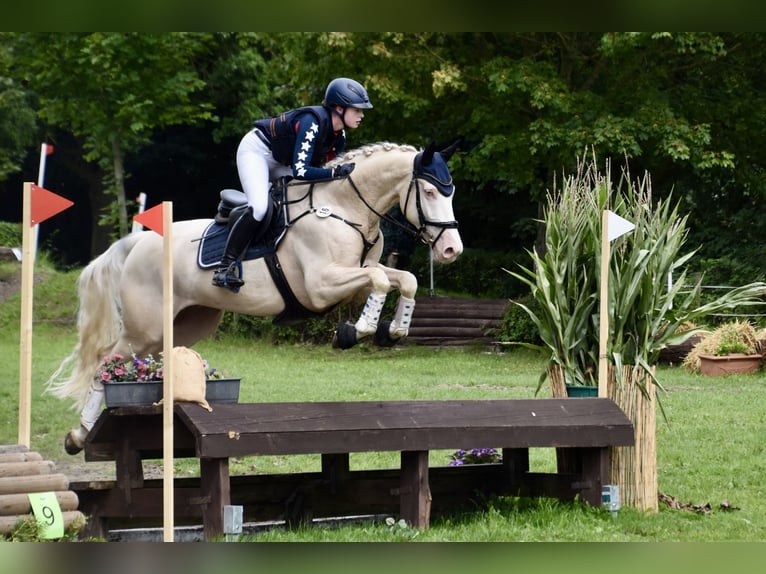 Szwedzki koń gorącokrwisty Wałach 10 lat 172 cm Cremello in Malente