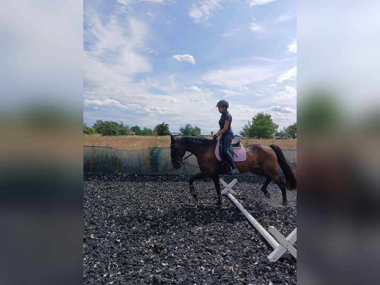 Szwedzki koń gorącokrwisty Wałach 15 lat 159 cm Ciemnogniada in Bergrheinfeld