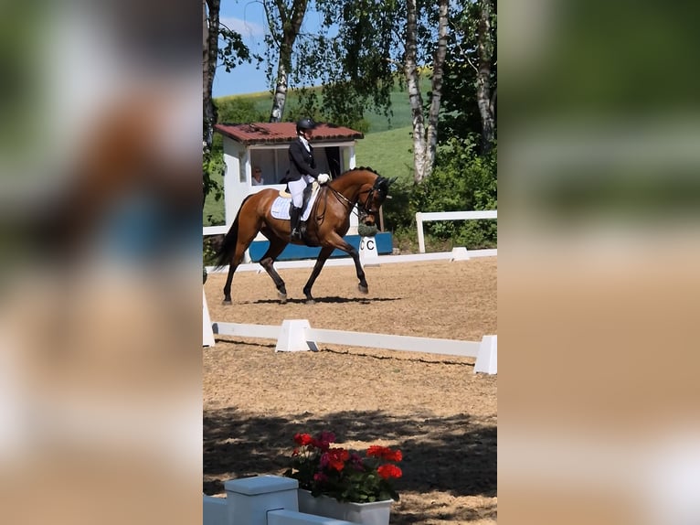 Szwedzki koń gorącokrwisty Wałach 17 lat 167 cm Gniada in Ingolstadt