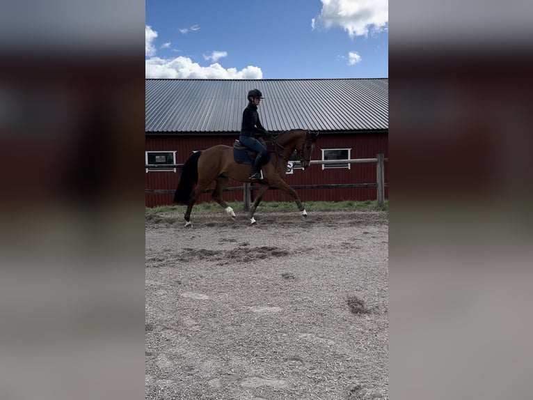 Szwedzki koń gorącokrwisty Wałach 4 lat 164 cm Gniada in Stockholm