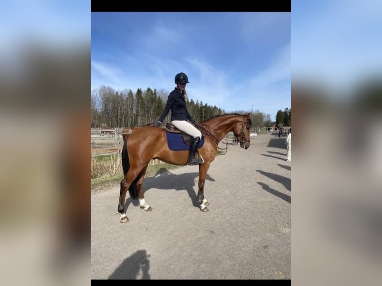 Szwedzki koń gorącokrwisty Wałach 4 lat 164 cm Gniada in Stockholm