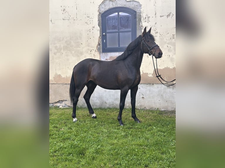 Szwedzki koń gorącokrwisty Mix Wałach 5 lat 166 cm Ciemnogniada in Leipzig