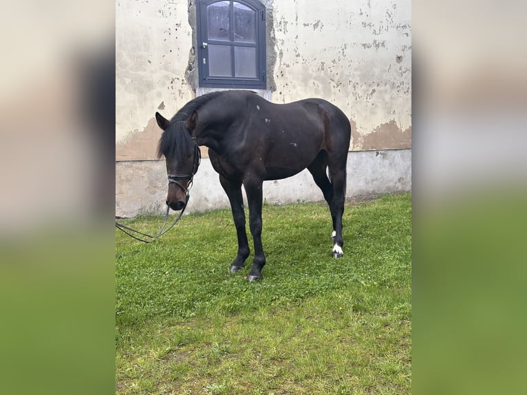 Szwedzki koń gorącokrwisty Mix Wałach 5 lat 166 cm Ciemnogniada in Leipzig