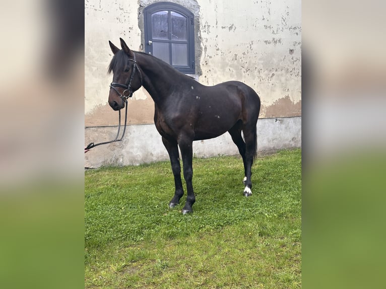 Szwedzki koń gorącokrwisty Mix Wałach 5 lat 166 cm Ciemnogniada in Leipzig