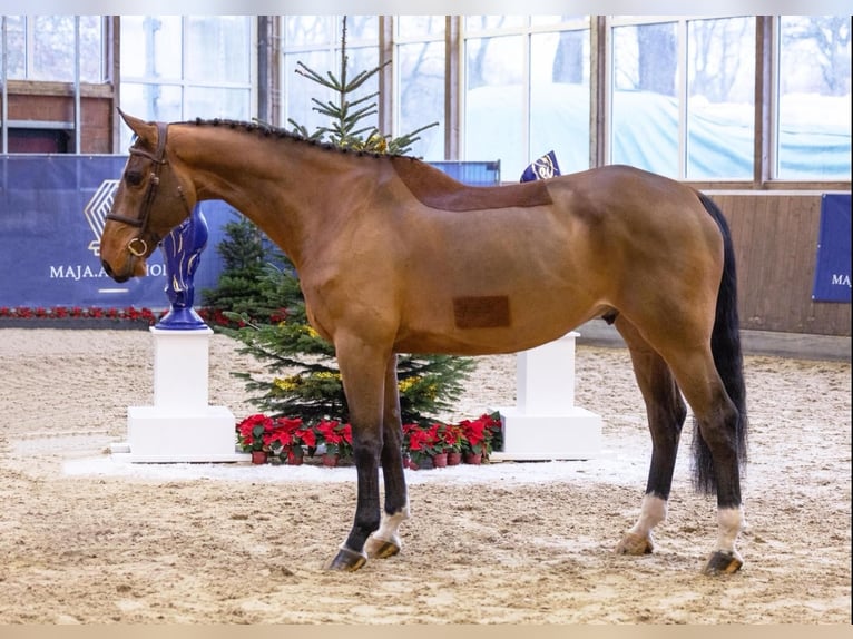 Szwedzki koń gorącokrwisty Wałach 7 lat 176 cm Gniada in Diepholz