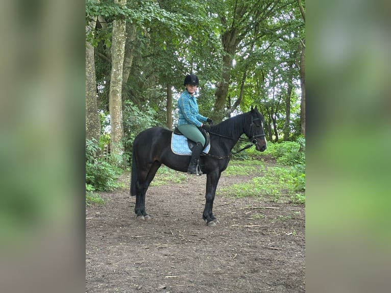 Szwedzki koń gorącokrwisty Wałach 8 lat 150 cm Kara in ReinbergSUNDHAGEN