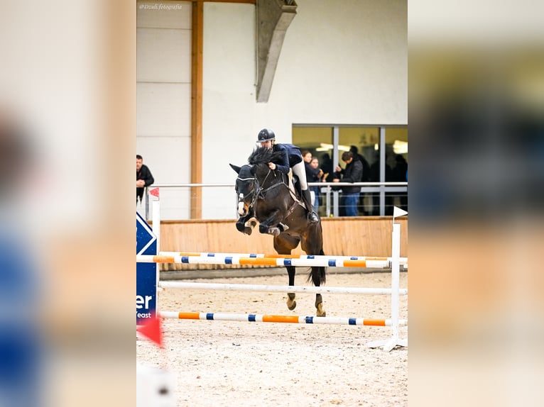 Szwedzki koń gorącokrwisty Wałach 8 lat 169 cm Ciemnogniada in Krobia
