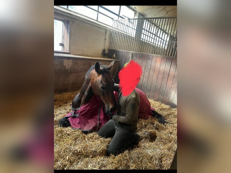 Szwedzki koń gorącokrwisty Wałach 9 lat 171 cm Ciemnogniada in Kernen im Remstal