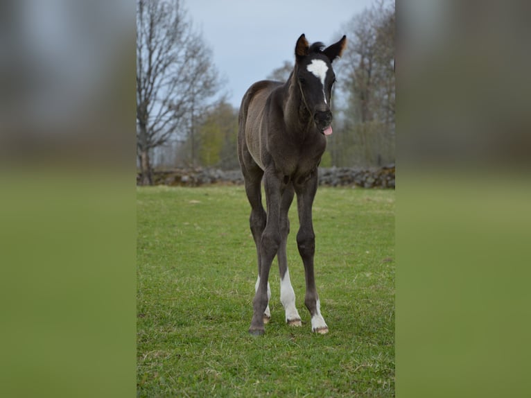 Szwedzki koń gorącokrwisty Wałach  170 cm Kara in Gällstad