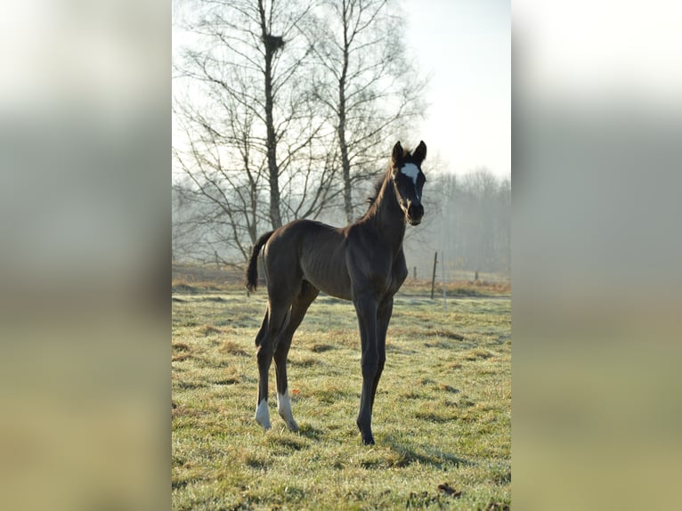Szwedzki koń gorącokrwisty Wałach  170 cm Kara in Gällstad