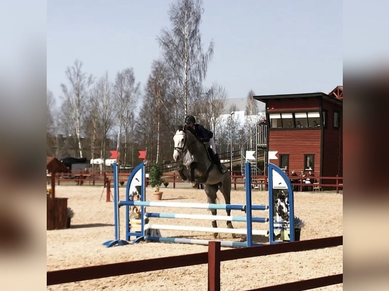 Szwedzki koń gorącokrwisty Wałach 11 lat 172 cm Gniadodereszowata in Stockholm