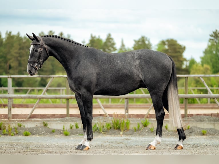 Szwedzki koń gorącokrwisty Wałach 6 lat 163 cm Siwa in Sigtuna