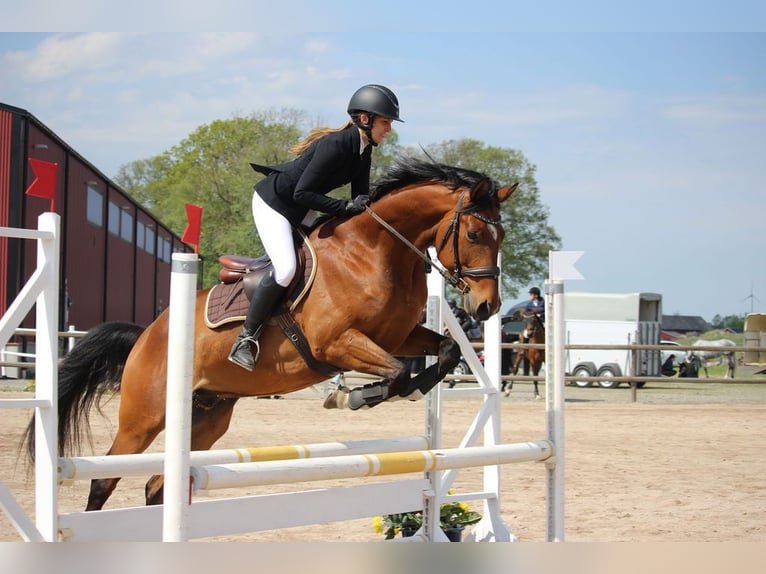 Szwedzki koń gorącokrwisty Wałach 7 lat 160 cm Gniada in Skövde