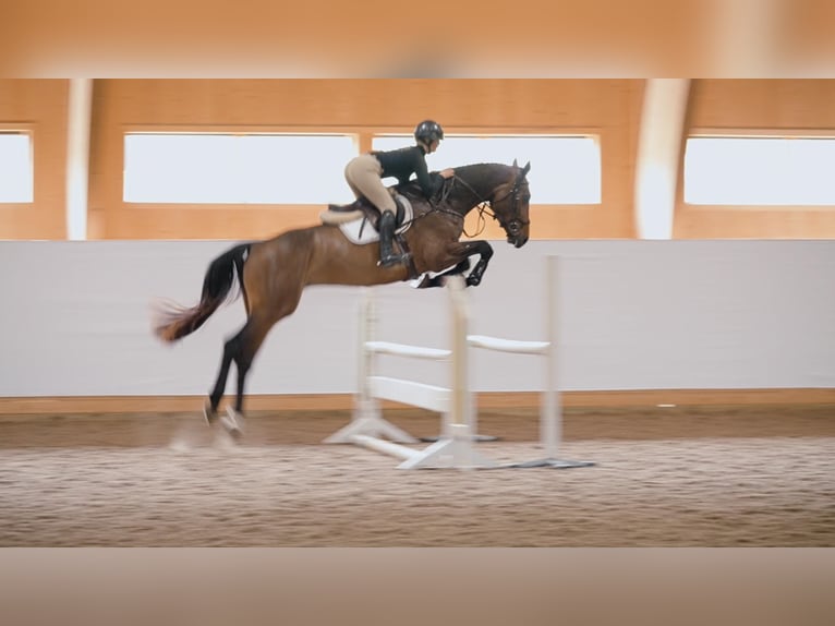 Szwedzki koń gorącokrwisty Wałach 7 lat 173 cm Gniada in Sigtuna