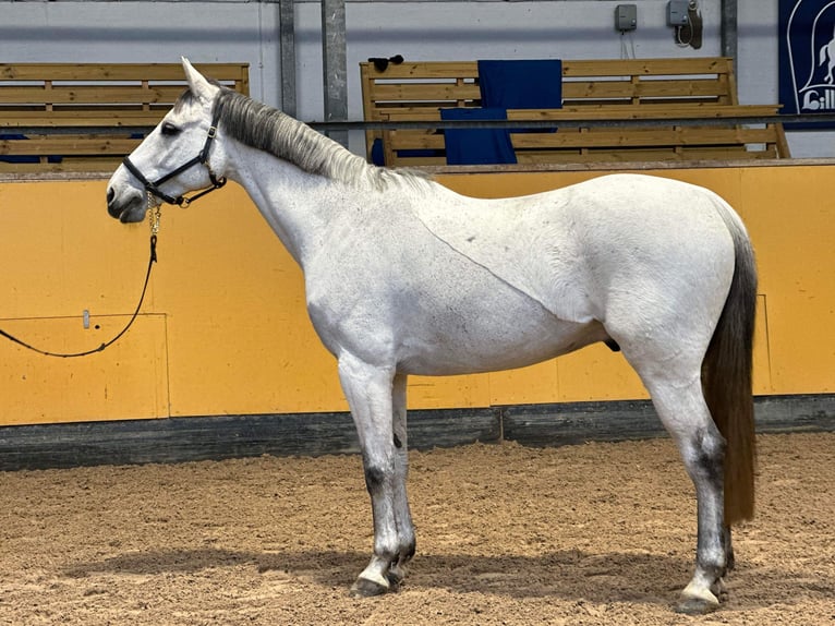 Szwedzki koń gorącokrwisty Wałach 8 lat 164 cm Siwa jabłkowita in Höllviken