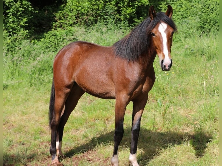 Szybkie wyścigi konne Klacz 1 Rok 154 cm Gniada in Eußerthal