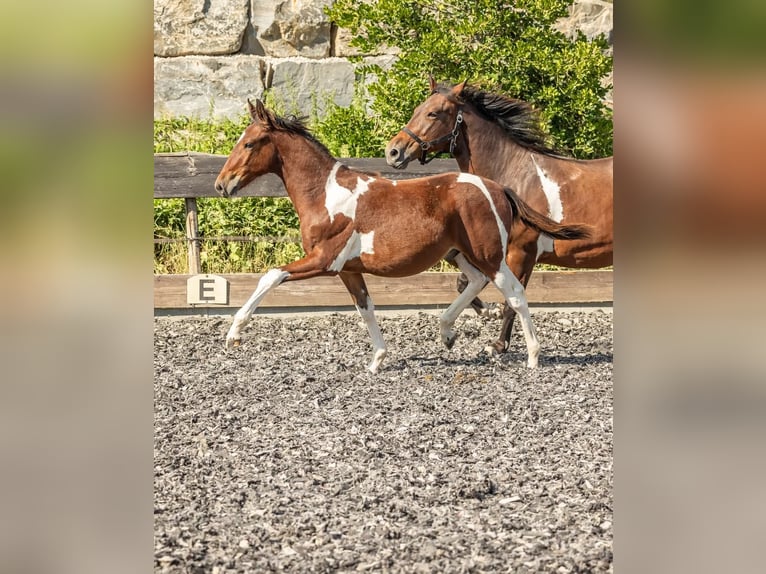 Szybkie wyścigi konne Klacz 3 lat in Aichtal