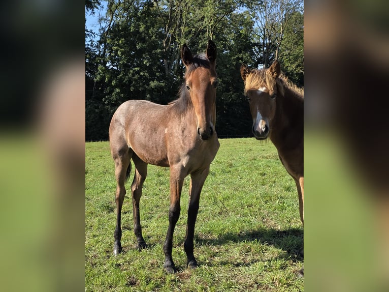 Szybkie wyścigi konne Klacz 3 lat in Aichtal