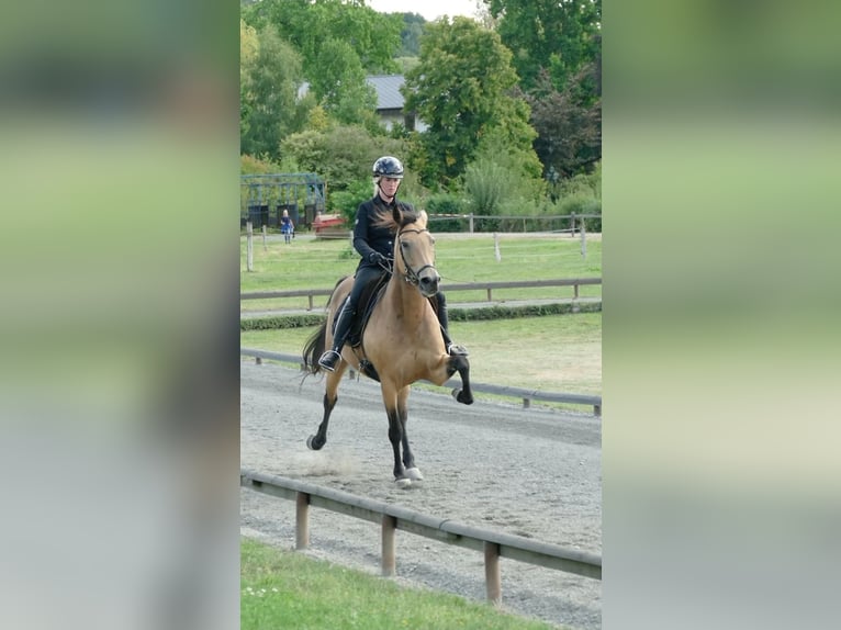 Szybkie wyścigi konne Klacz 3 lat in Aichtal