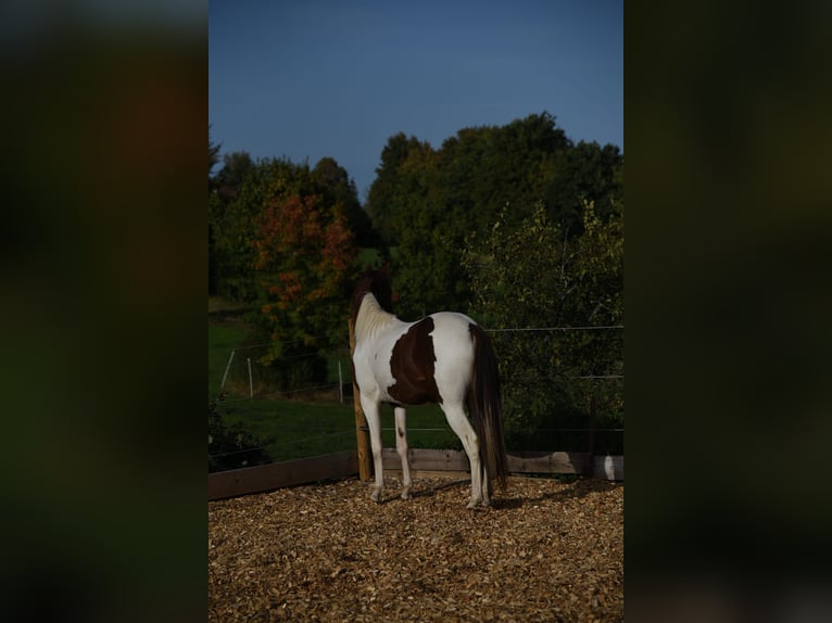 Szybkie wyścigi konne Klacz 5 lat 152 cm Srokata in Schömberg