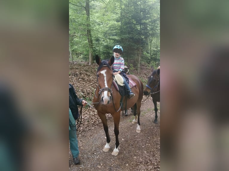 Szybkie wyścigi konne Klacz 6 lat 153 cm Gniada in Schömberg