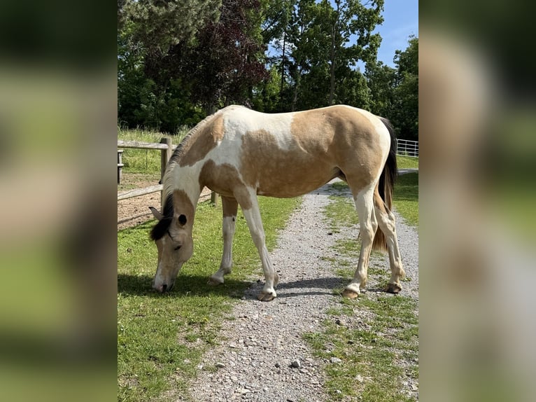 Szybkie wyścigi konne Klacz 6 lat 158 cm Jelenia in Aichtal
