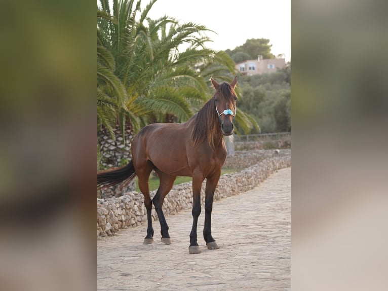 Szybkie wyścigi konne Klacz 8 lat 154 cm Gniada in Mallorca