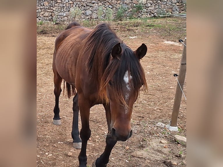 Szybkie wyścigi konne Klacz 8 lat 156 cm Ciemnogniada in Porto Cristo