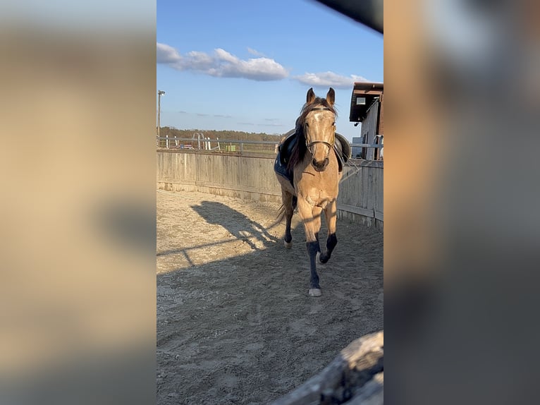 Szybkie wyścigi konne Wałach 4 lat 160 cm Jelenia in Obermichelbach