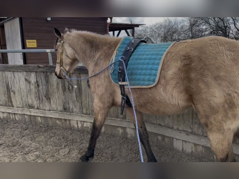 Szybkie wyścigi konne Wałach 4 lat 160 cm Jelenia in Obermichelbach