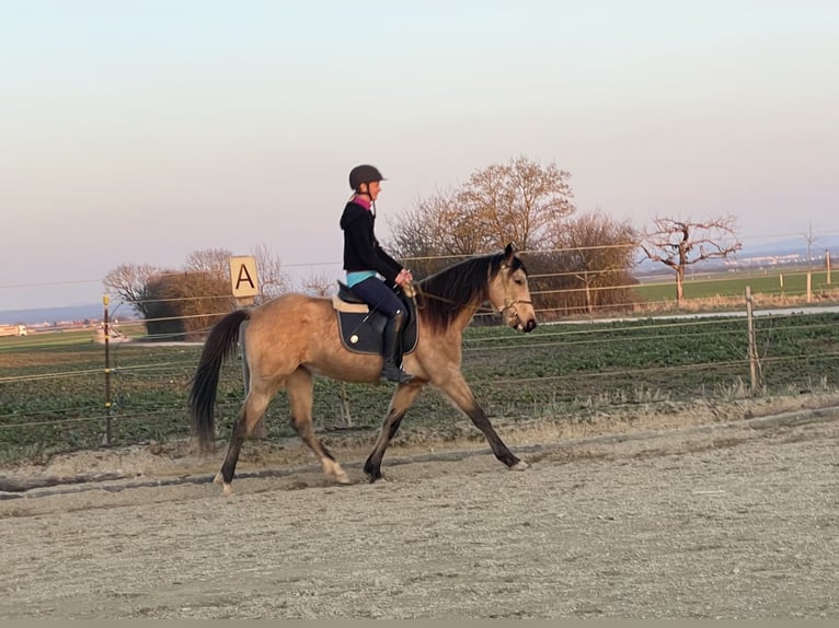 Szybkie wyścigi konne Wałach 4 lat 160 cm Jelenia in Obermichelbach