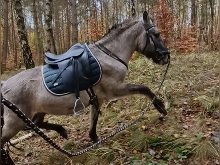 Tarpán Caballo castrado 9 años 132 cm Bayo in Frielendorf