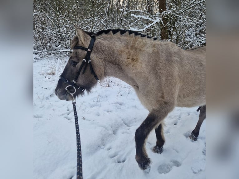 Tarpán Caballo castrado 9 años 132 cm Bayo in Frielendorf