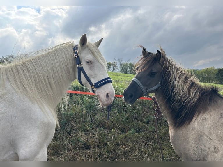Tarpan Mix Castrone 10 Anni 125 cm Falbo in Wurzbach