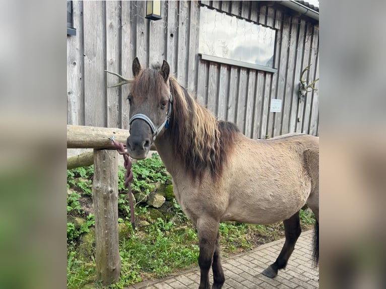 Tarpan Mix Castrone 10 Anni 125 cm Falbo in Wurzbach