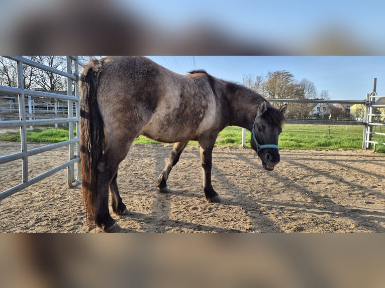 Tarpan Étalon 5 Ans 134 cm  in Langerwehe