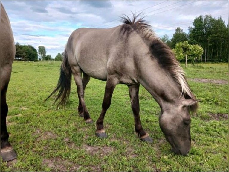 Tarpan Étalon 6 Ans 135 cm Grullo in Behrenhoff