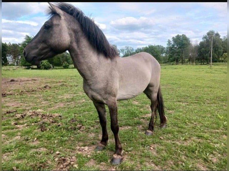 Tarpan Étalon 6 Ans 135 cm Grullo in Behrenhoff