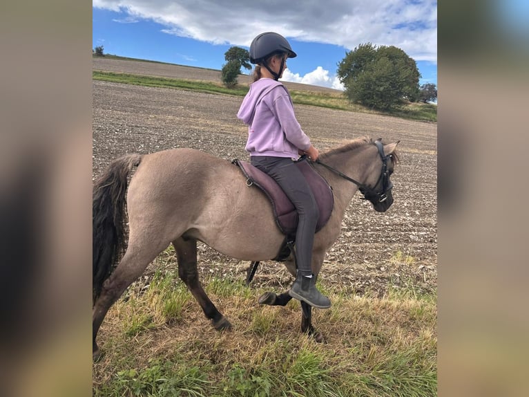 Tarpan Mix Gelding 10 years 12,1 hh Dun in Wurzbach