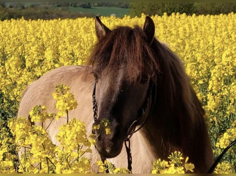 Tarpan Mix Gelding 10 years 12,1 hh Dun in Wurzbach