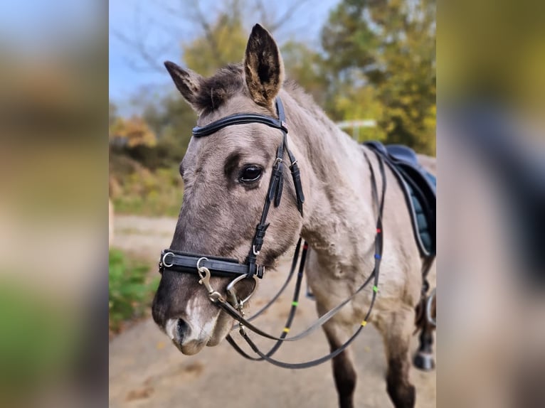 Tarpan Gelding 10 years 12,3 hh Dun in Frielendorf