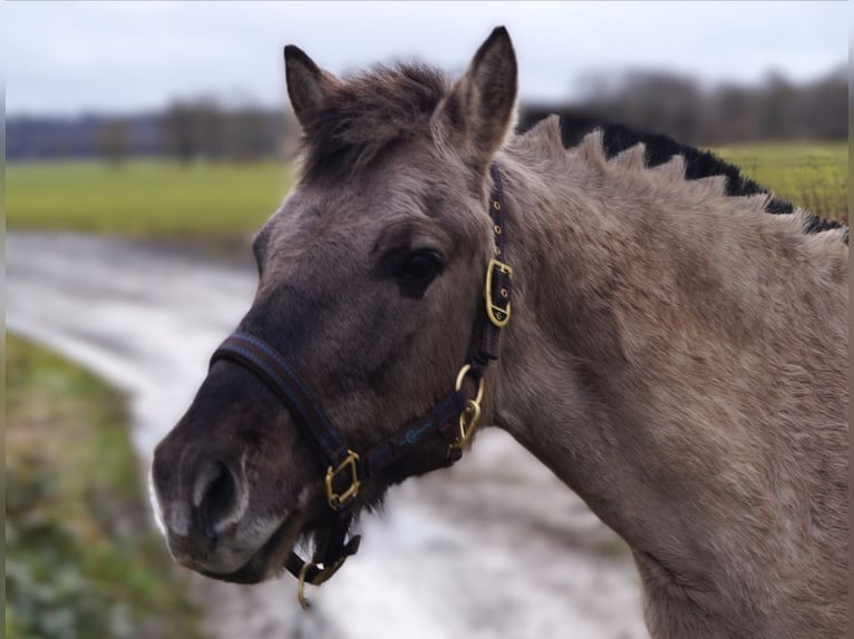 Tarpan Gelding 10 years 12,3 hh Dun in Frielendorf