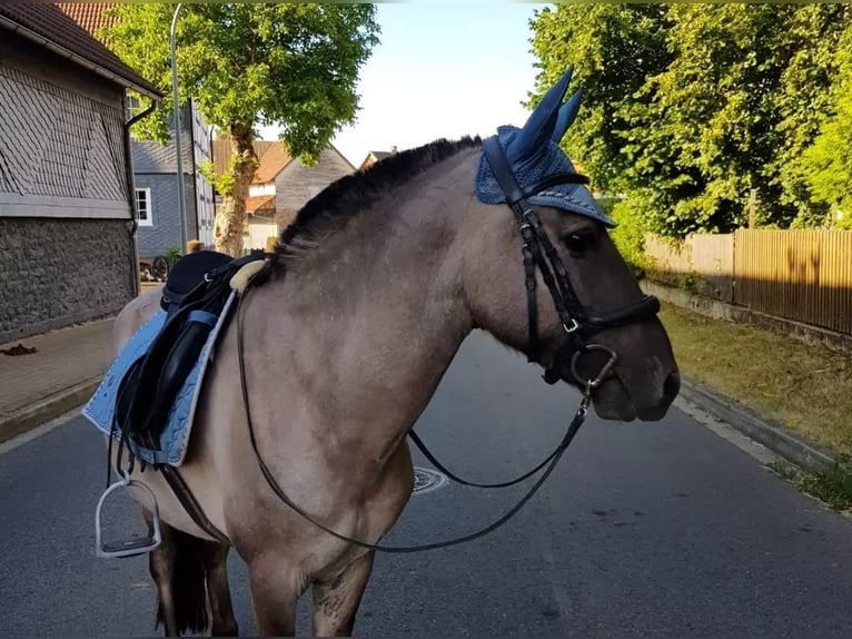 Tarpan Gelding 10 years 12,3 hh Dun in Frielendorf