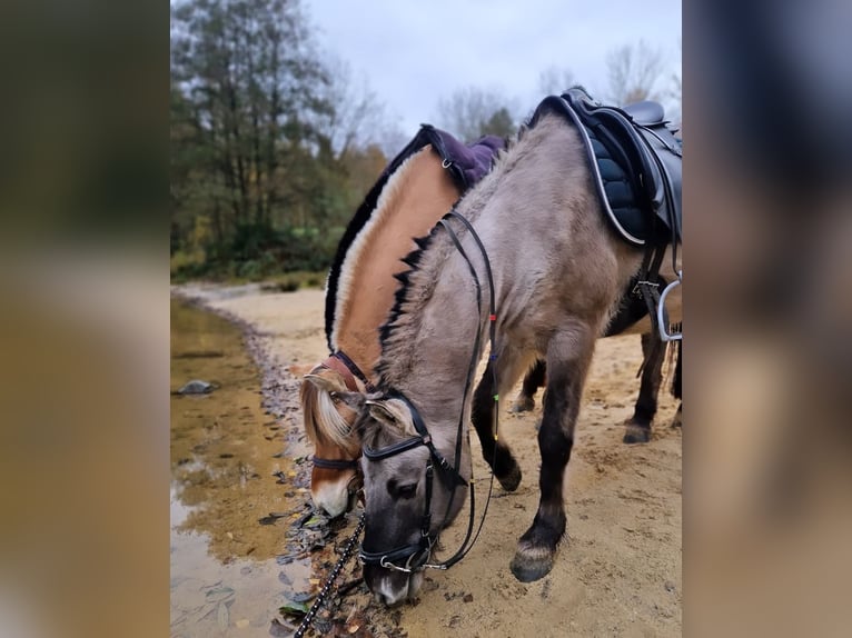 Tarpan Gelding 10 years 12,3 hh Dun in Frielendorf