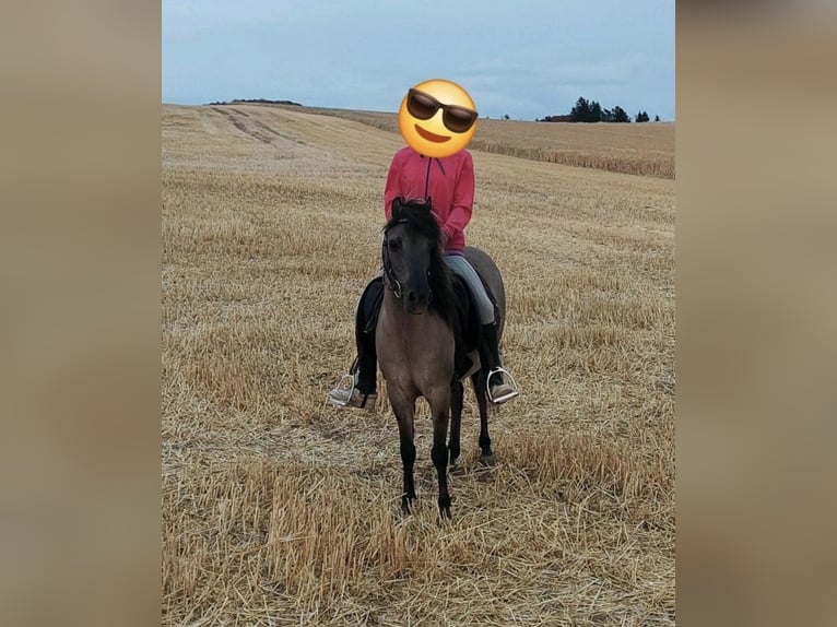 Tarpan Mix Gelding 11 years 12,1 hh Dun in Wurzbach