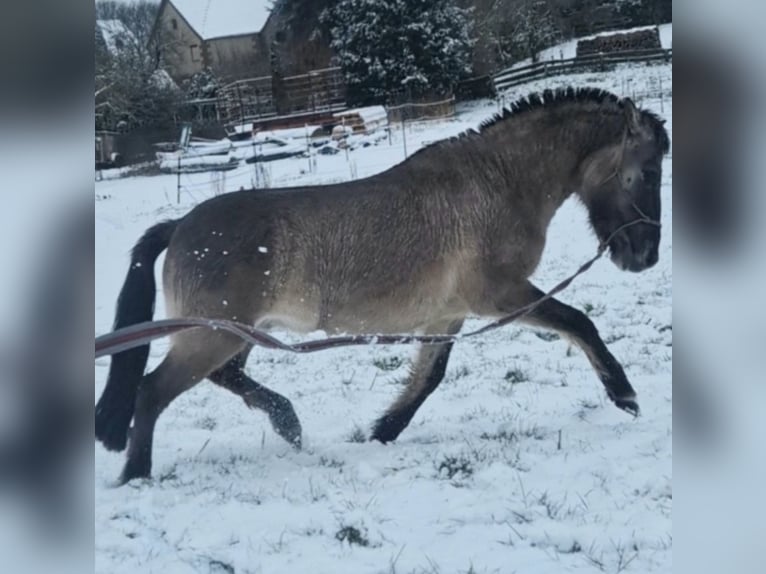 Tarpan Gelding 9 years 12,3 hh Dun in Frielendorf