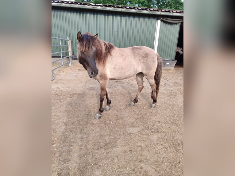 Tarpan Giumenta 6 Anni 120 cm in Fredenbeck