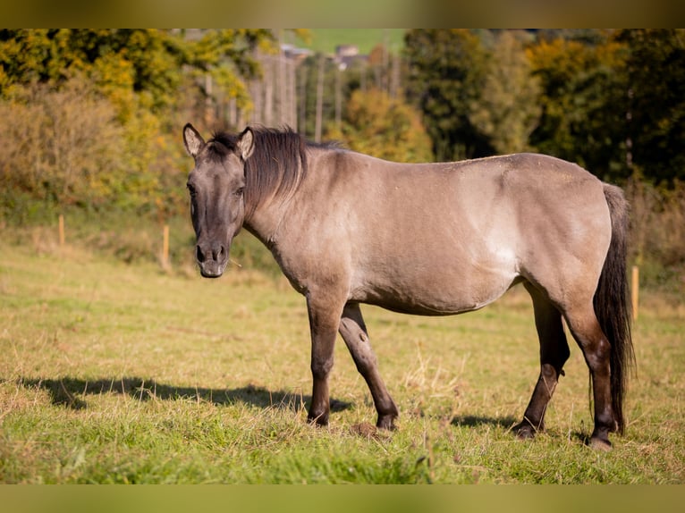 Tarpan Giumenta 9 Anni 138 cm Falbo in Much