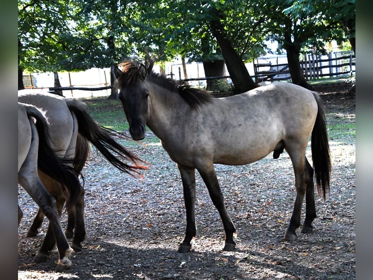 Tarpan Hengst 1 Jahr Grullo in Krottendorf